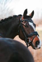 Talentvolle Lieve Knappe E Pony, Dieren en Toebehoren, Pony's, E pony (1.48m - 1.57m), Met stamboom, Ruin, Dressuurpony