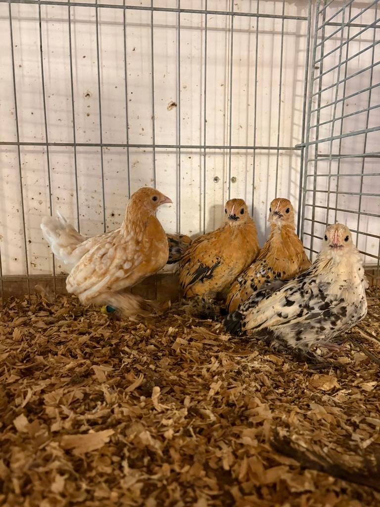 Sabelpootkriel, Dieren en Toebehoren, Pluimvee, Vrouwelijk, Kip