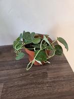 Kamerplant zilverrank, Ophalen