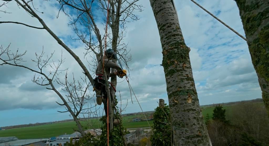 Vandaag nog boom weg? Professionele boomverzorging!, Garantie, Tuinonderhoud of Snoeiwerk