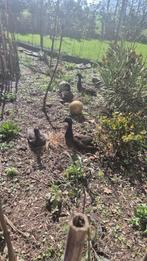 Broedeieren zwarte loopeenden, Dieren en Toebehoren, Geslacht onbekend, Eend