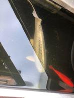 koi, Dieren en Toebehoren, Vissen | Vijvervissen, Karper of Koi