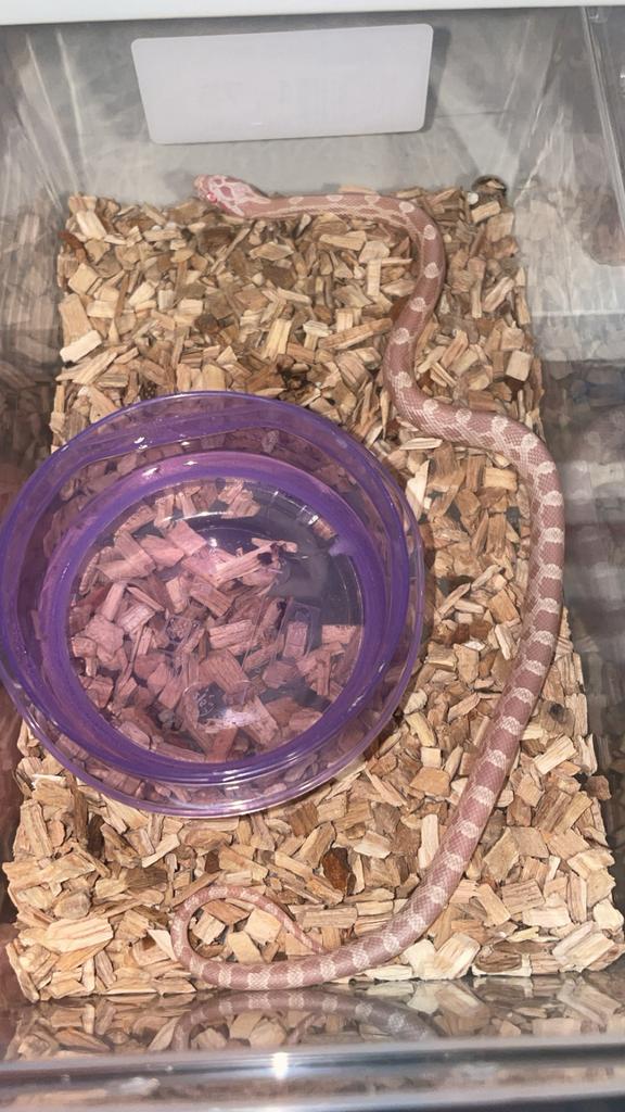 Jonge Rattenslangen, Dieren en Toebehoren, Reptielen en Amfibieën, Slang, 0 tot 2 jaar