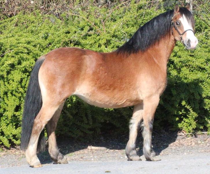 Prachtige kwaliteitsvolle bruine Welsh A merrie, Dieren en Toebehoren, Pony's, Merrie