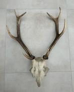 Hertengewei op schedel - gewei edelhert 47 cm, Ophalen of Verzenden, Zo goed als nieuw, Hert, Gewei of Kop