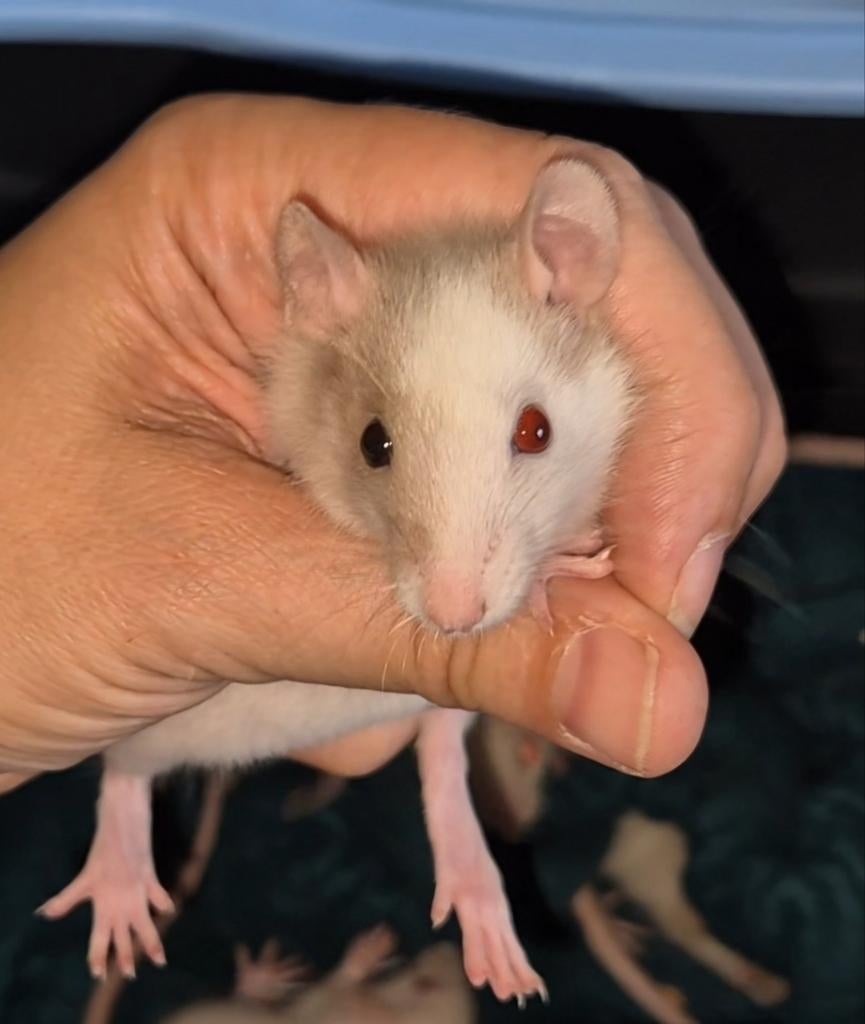Onze rattery wachtlijst open voor standaard en dwergrittens., Rat, Mei, Meerdere dieren, Tam