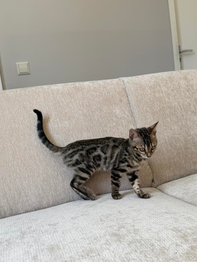 Bengaalse kitten 15 weken oud met vaccinatie, Poes, Ontwormd