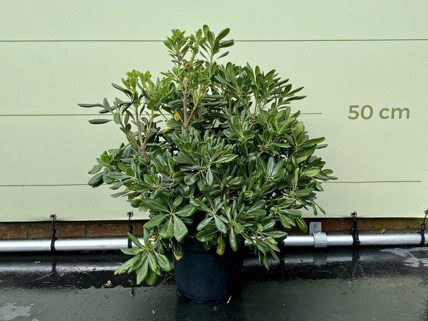Australische Laurier - Pittosporum Tobiara - hoogte 40 cm, Tuin en Terras, Planten | Bomen, Overige soorten, 100 tot 250 cm, Halfschaduw