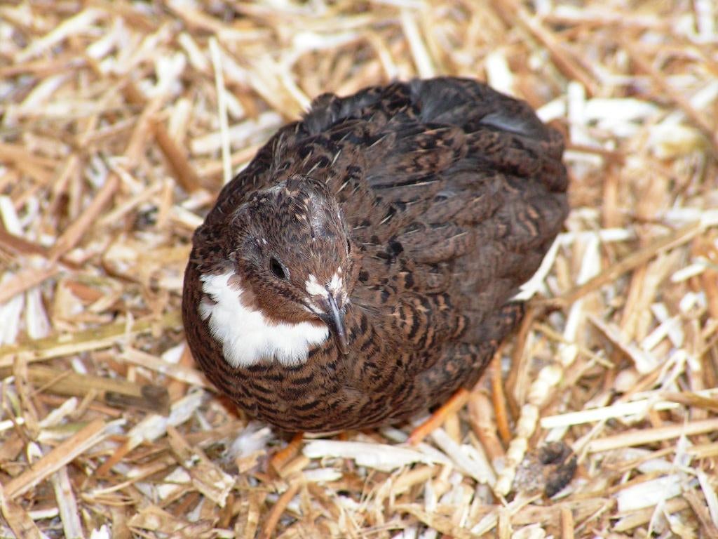 Chinese dwergkwartel hennetjes | Losse hennen te koop, Meerdere dieren, Overige soorten