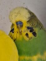 Kleur en engelse grasparkieten, Dieren en Toebehoren, Meerdere dieren, Parkiet