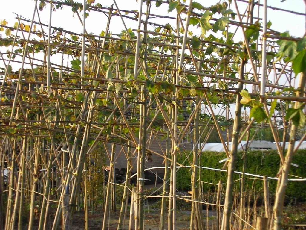 Leilinde,tilia platyphyllos is een groot bladerig zomerlinde, Tuin en Terras, Leiboom, Zomer, Ophalen, Volle zon
