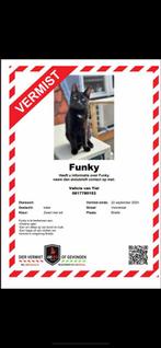 Funky vermist, BRIELLE