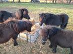 Shetlander stal, Stalling, 2 of 3 paarden of pony's
