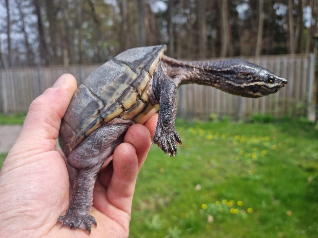 Enkele Muskusschildpadden kleinblijvende muskus schildpadden, Dieren en Toebehoren, Schildpad, 0 tot 2 jaar