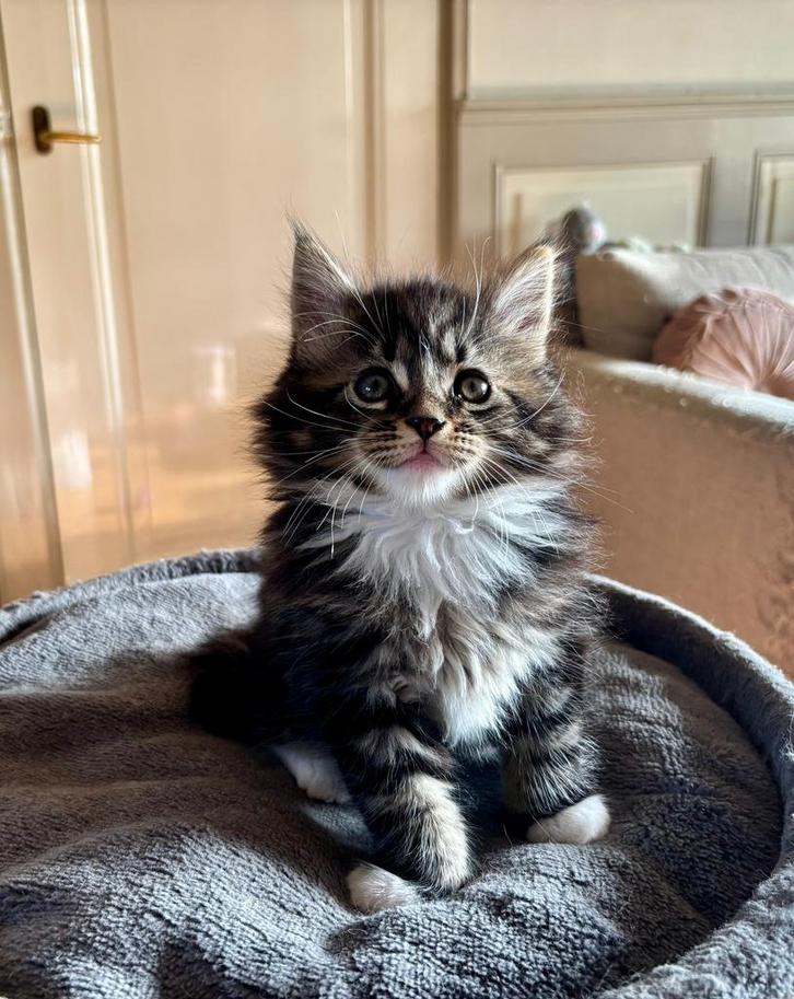 Maine Coon kittens, katertje en poesje, Dieren en Toebehoren, Katten en Kittens | Raskatten | Langhaar, Meerdere dieren, 0 tot 2 jaar