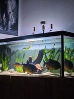 Pygocentrus  piraya &eventueel  aquarium (lees advertentie), Dieren en Toebehoren, Vissen | Aquaria en Toebehoren, Ophalen of Verzenden