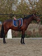 4 jarige lusitano, Dieren en Toebehoren, Paarden, Ruin, Zadelmak, Dressuurpaard, 3 tot 6 jaar