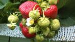 🍓Aardbeien planten aardbeiplant aardbei plant, Tuin en Terras, Planten | Tuinplanten, Ophalen, Vaste plant, Fruitplanten, Volle zon