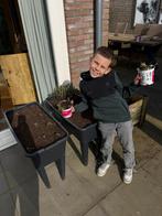 Aardbeien plantjes te koop korona & Elsanta, Tuin en Terras, Planten | Tuinplanten, Ophalen, Volle zon, Vaste plant, Zomer