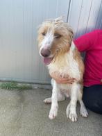 Waar mag deze leuke jonge man Olly komen wonen?, Particulier, Reu, 1 tot 2 jaar, Buitenland