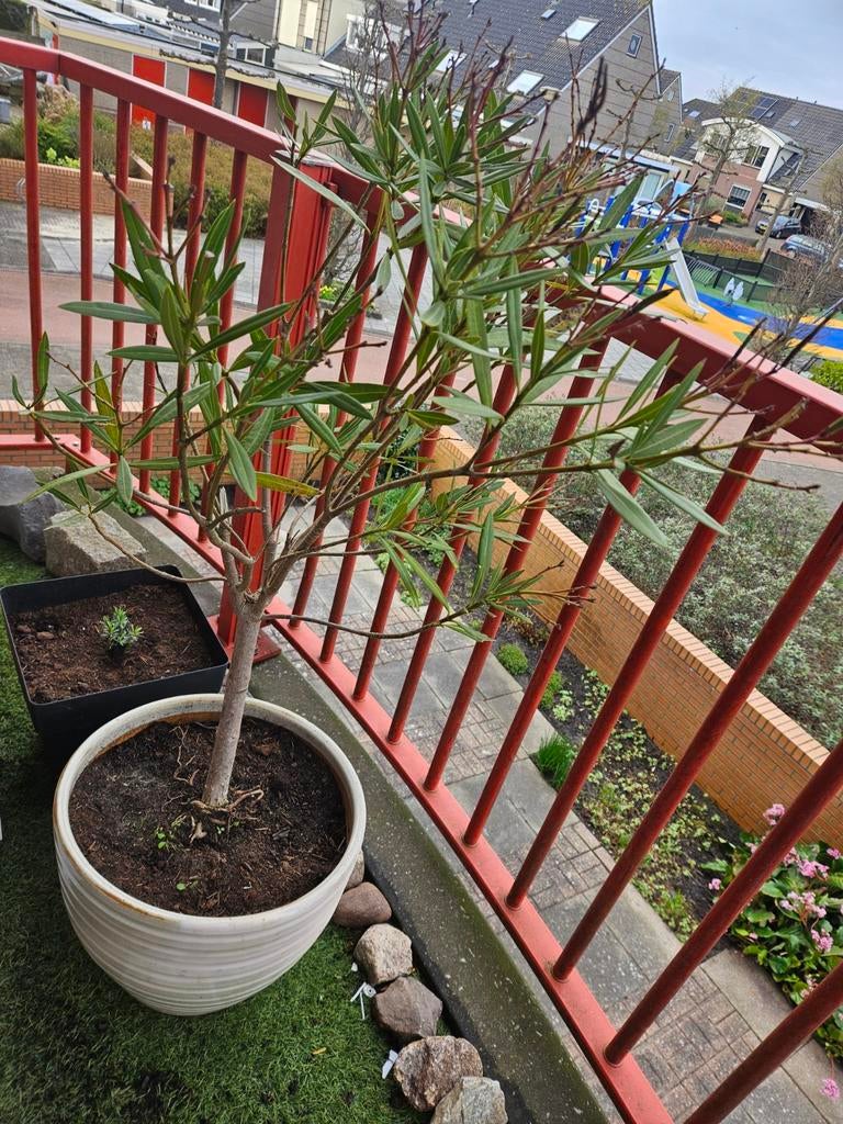 Nerium Oleander op Stam - Mediterrane Schoonheid voor uw Tui, Overige soorten, Volle zon, Vaste plant, Ophalen of Verzenden