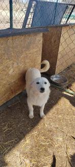 Ellie klein medium teefje 6 maanden, Dieren en Toebehoren, Particulier, 15 weken tot 1 jaar, Buitenland, Teef