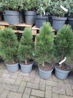 Pinus Nigra Green Tower - Zwarte Den, Ophalen