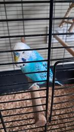 Engelse grasparkiet met toebehoren, Dieren en Toebehoren, Ophalen