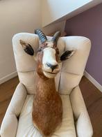 Opgezette blesbok kop – wanddecoratie – €125, Ophalen of Verzenden