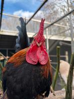Koen, Tarwe Chabo haan, Dieren en Toebehoren, Pluimvee, Mannelijk, Kip