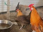 kippen, Vrouwelijk, Kip