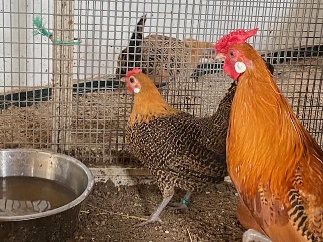 kippen, Dieren en Toebehoren, Pluimvee, Kip, Vrouwelijk