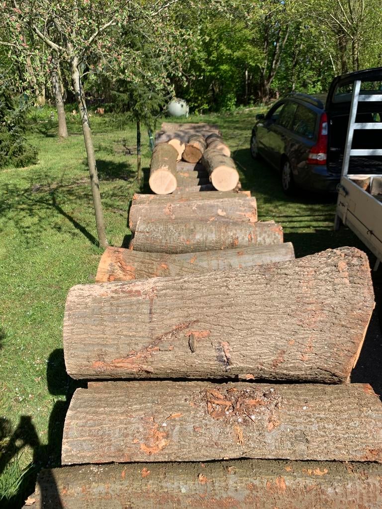 Amerikaans eikenhout op stam te koop!, Tuin en Terras, Haardhout, Minder dan 3 m³, Ophalen of Verzenden