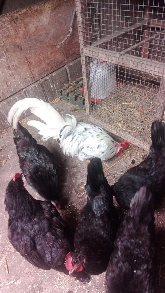 Herve haan/trio en bonte leghorn haan, Dieren en Toebehoren, Pluimvee, Meerdere dieren, Kip