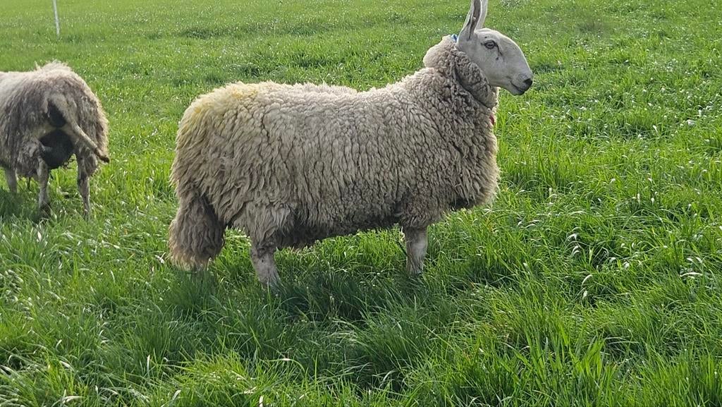 Border Leicester schapen, Dieren en Toebehoren, Schapen, Geiten en Varkens, Meerdere dieren, Schaap