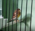 Gezocht Europese kanarie pop, Dieren en Toebehoren, Vrouwelijk, Wildzangvogel, Geringd