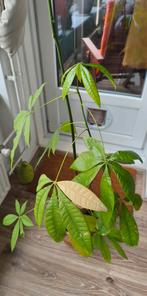 Geldboom (Pachira aquatica) - 2 meter hoog, 9 jaar oud, Ophalen