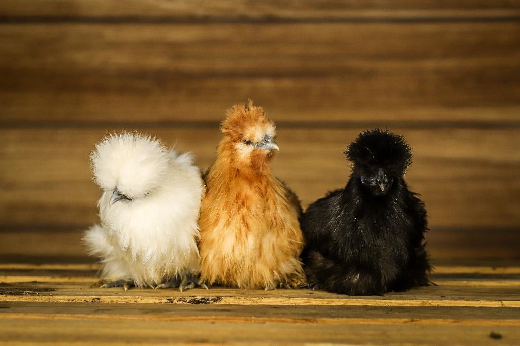 Zijdehoender krielen | Vriendelijke kippen | Passend advies, Meerdere dieren, Kip