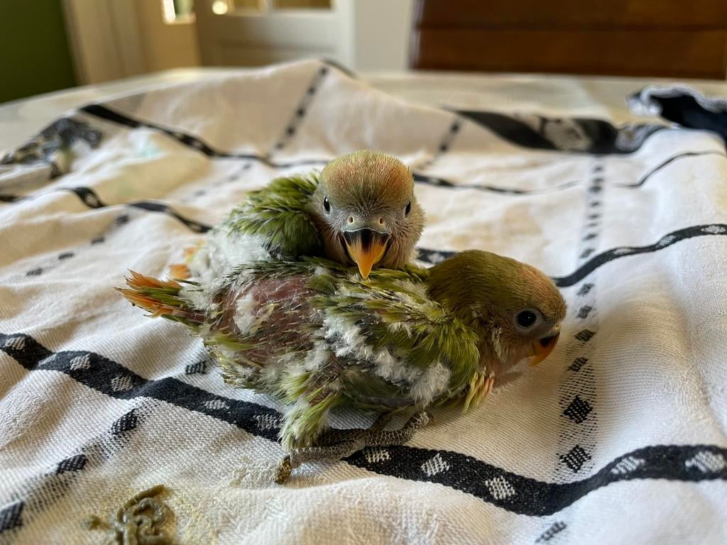 2 jonge agapornis roseicollis (vanaf 19 mei), Geslacht onbekend, Dwergpapegaai of Agapornis, Geringd