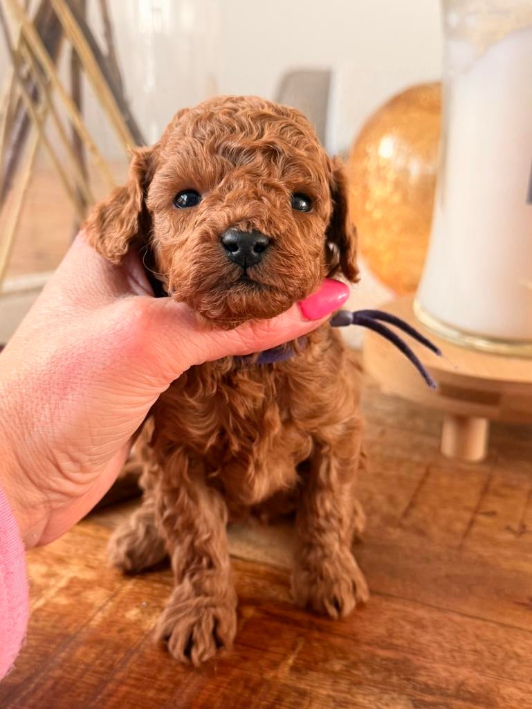 Prachtige toypoedel pups te koop, Poedel, Parvo, 8 tot 15 weken, Meerdere