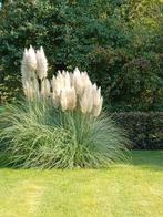 gratis pampasgras pluimen, Ophalen, Gebruikt