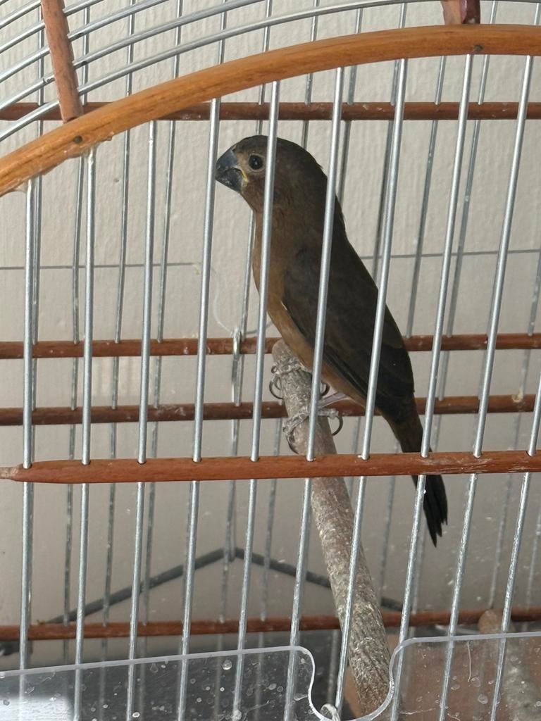 Twa Twa jongman, Vrouwelijk