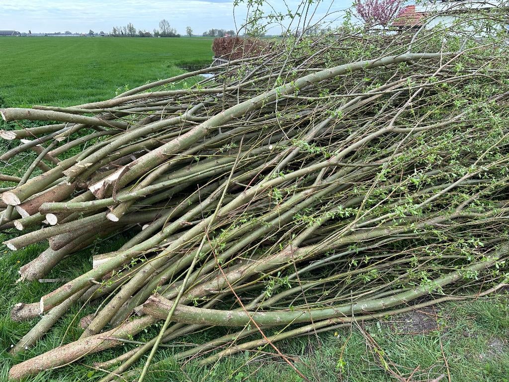 Gratis wilgentakken, Ophalen, Bloeit niet, Volle zon, Overige soorten