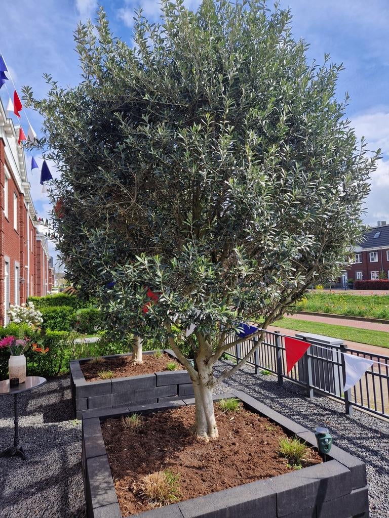 Grote olijfboom, Tuin en Terras, Planten | Bomen, Volle zon, Bloeit niet, Ophalen of Verzenden, 100 tot 250 cm