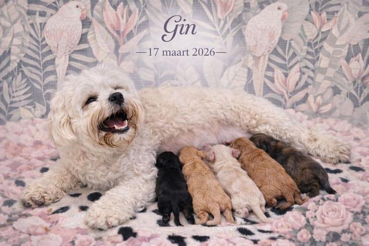 Puppy’s verwacht Boomer Poedel Maltipoo, Dieren en Toebehoren, Honden | Bulldogs, Pinschers en Molossers, Meerdere dieren, Overige rassen