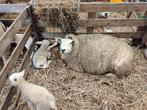 Schaap met lammeren te koop, Dieren en Toebehoren, Schapen, Geiten en Varkens, Meerdere dieren, Schaap