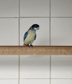 Gevraagd: Jonge Brown Rosella’s, Meerdere dieren, Parkiet, Geringd