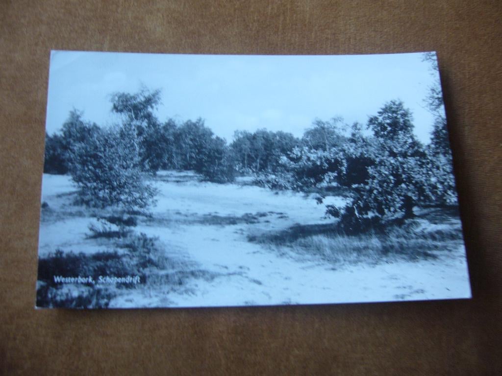 WESTERBORK  =  SCHAPENDRIFT, Ophalen of Verzenden, 1940 tot 1960, Gelopen, Drenthe