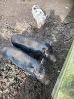 Göttinger mini varkens, Dieren en Toebehoren, Meerdere dieren, Varken