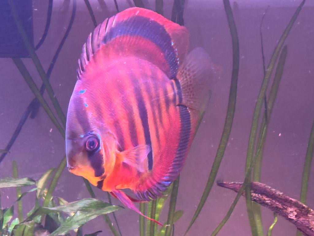 Discus, Dieren en Toebehoren, Vis